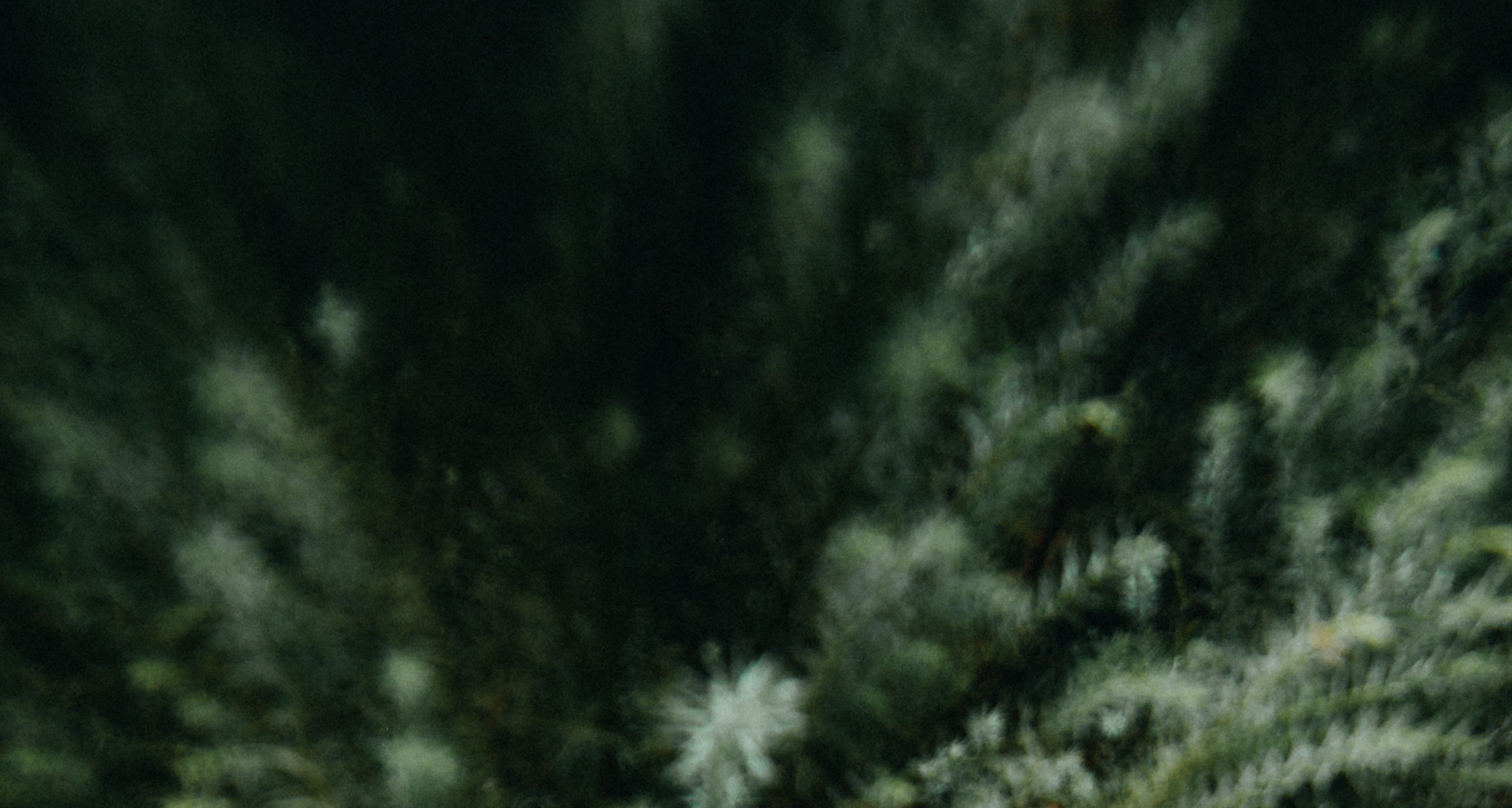 Blurred conifer forest floor, dark and luminous.