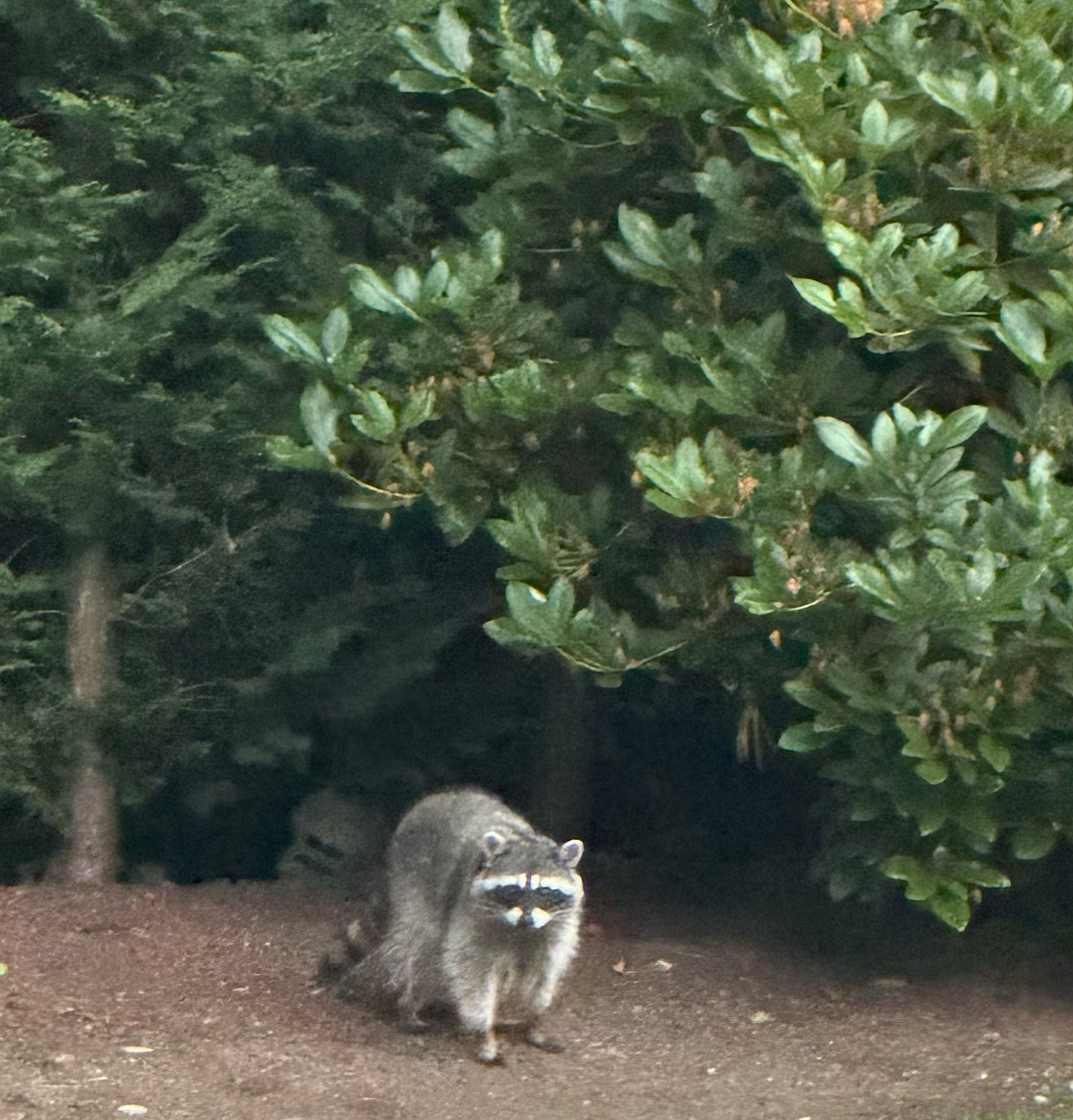 A raccoon standing on a path, looking toward the camera